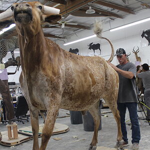 Texas Longhorn Taxidermy Build