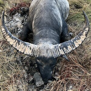 Australia Hunting Asiatic Water Buffalo