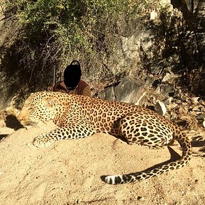 Leopard Hunting Namibia