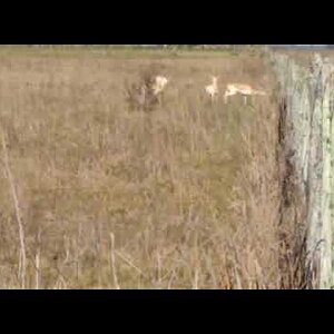 Argentina Hunt Blackbuck