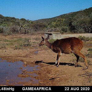 Trail Cam Pictures of Bushbuck in South Africa