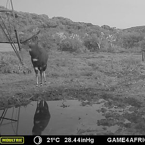 Bushbuck Trail Cam Pictures South Africa