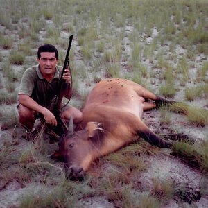 Gabon Hunt African Forest Buffalo