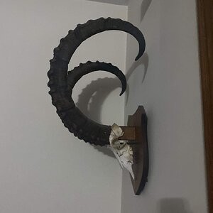 Ibex European Skull Mount Taxidermy