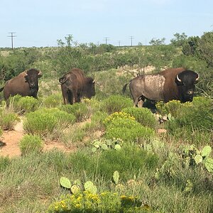 Bison Texas USA