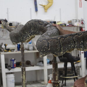 African Rock Python Taxidermy