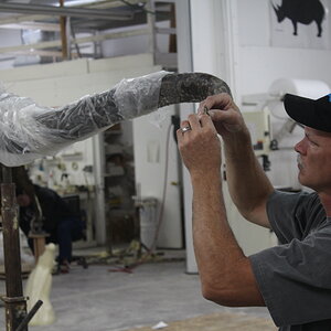 African Rock Python Taxidermy