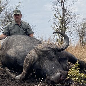 Cape Buffalo Hunt Zimbabwe