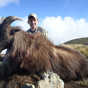 Hunt Tahr in South Island New Zealand
