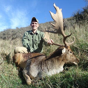 Fallow Deer Hunting South Island New Zealand
