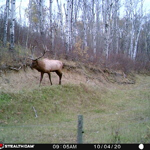 Canada Trail Cam Pictures Elk