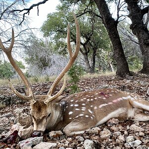 Axis Deer Hunt Texas USA