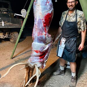 Hunting Axis Deer in Texas USA