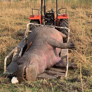 Caprivi Namibia Hunt Hippo