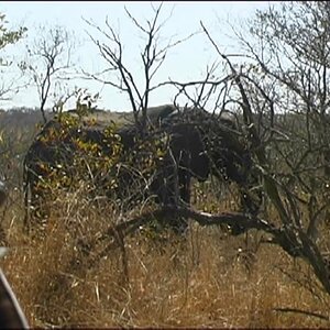 Elephant Hunt with Spear Safaris