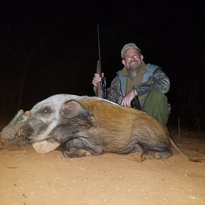 Bushpig Hunt South Africa