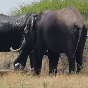 Elephant Botswana