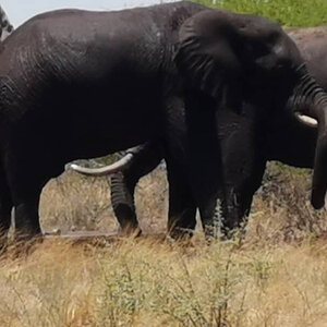 Elephant Botswana