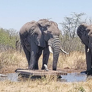 Elephant Botswana
