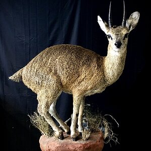 Klipspringer Full Mount Taxidermy