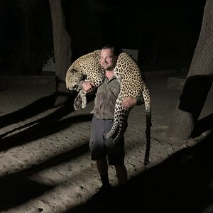 Hunt Leopard in Zambia