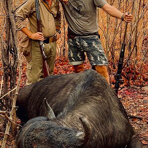 Hunt Cape Buffalo in Zambia