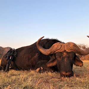 South Africa Crossbow Hunt Cape Buffalo