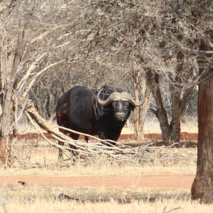 Cape Buffalo South Africa