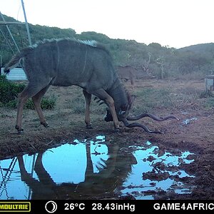 South Africa Trail Cam Pictures Kudu