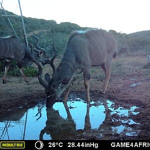 Trail Cam Pictures of Kudu in South Africa