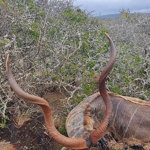 Hunting Kudu in South Africa