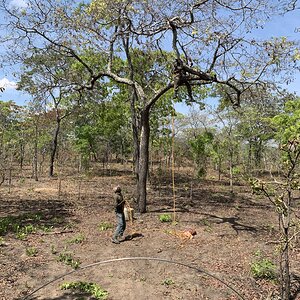 Putting up Leopard Bait Tanzania