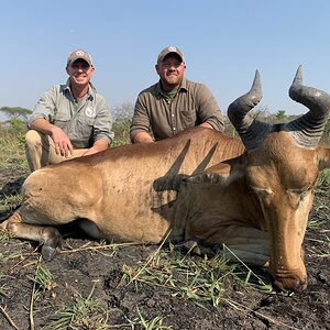 Hunt Lichtenstein's Hartebeest in Tanzania