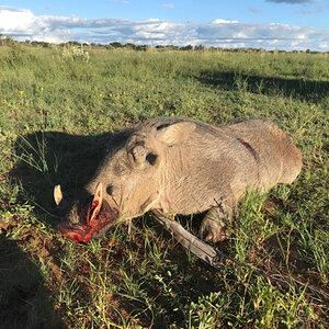 Warthog Hunting South Africa