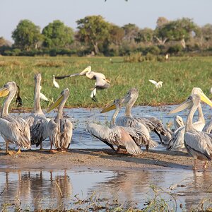 Pelicans Hippo on Botswana Tour