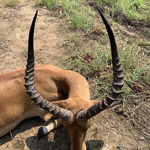 Tanzania Hunting Impala