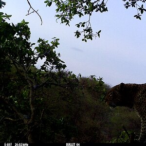 View of Leopard from Blind