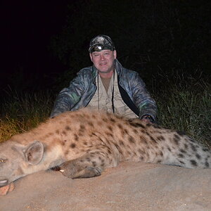 Spotted Hyena Hunting South Africa