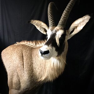 Sable, Roan & Honey Badger Pedestal Mount Taxidermy