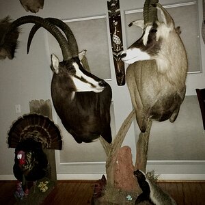 Sable, Roan & Honey Badger Pedestal Mount Taxidermy