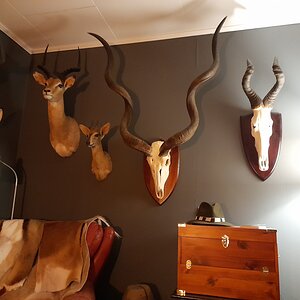 Impala & Duiker Shoulder Mount Taxidermy and Kudu & Red Hartebeest European Shoulder Mount Taxidermy