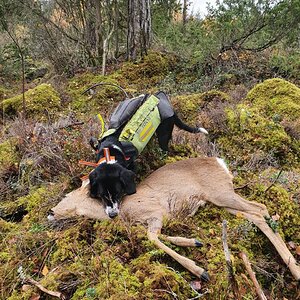 Roe Deer Hunting Sweden