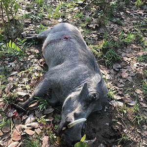 Hunt Warthog in Zambia