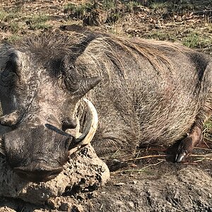 Warthog Hunting Zambia