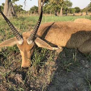 Hunt Reedbuck in Zambia