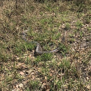 Python Zambia