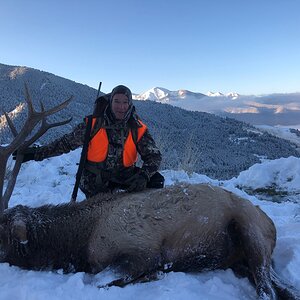 Elk Hunt Montana USA