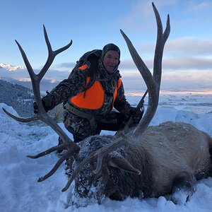 Montana USA Hunting Elk