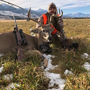 Hunt White-tailed Deer in Montana USA