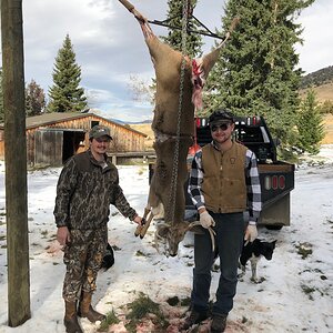 White-tailed Deer Hunting Montana USA